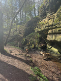 Moss-covered rock face in a forest setting