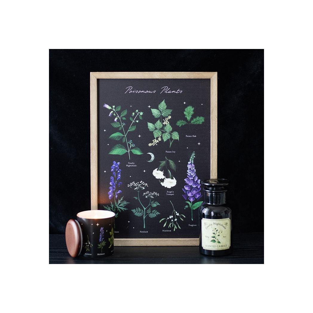 Framed botanical print of poisonous plants with a candle and bottle on a dark surface
