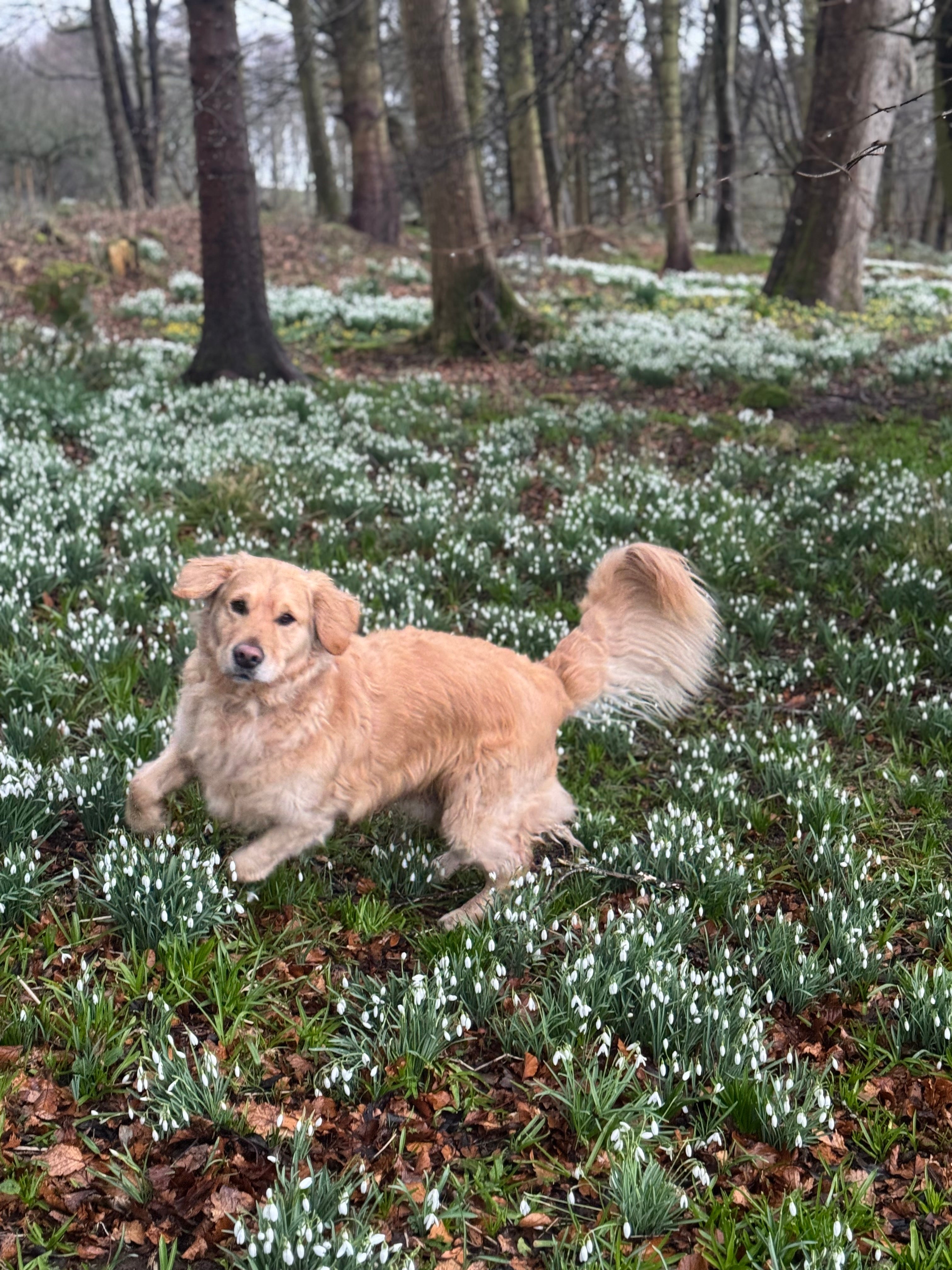 Dog standing in a field of snowdrops with trees in the background