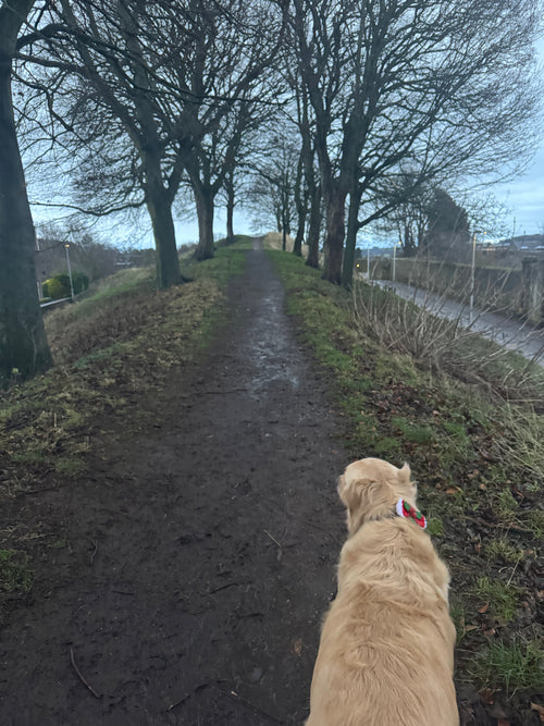 Dog walking on a path with trees and grass in the background