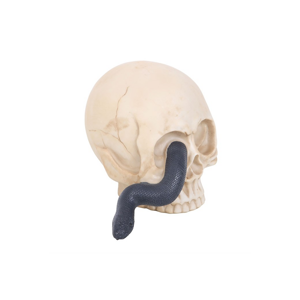 Skull model with a black tongue on a white background