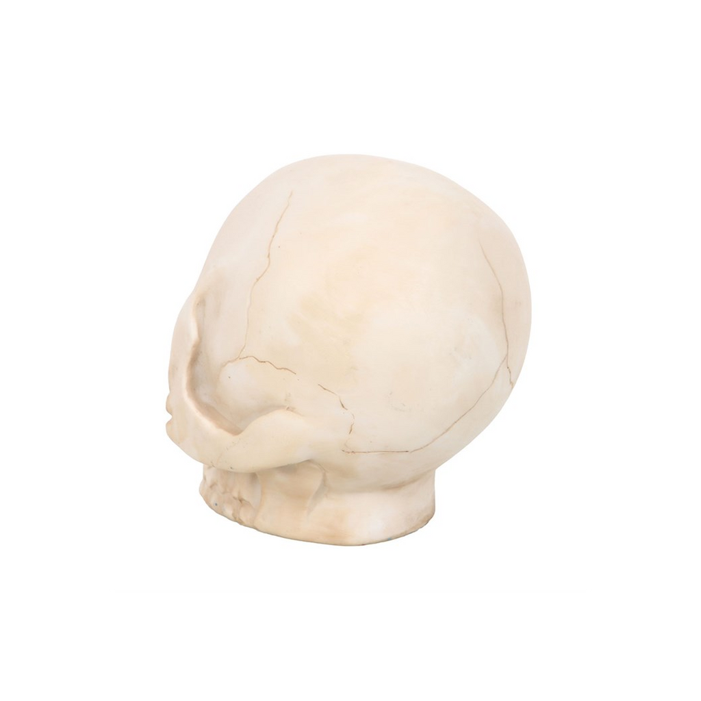 Skull model on a white background