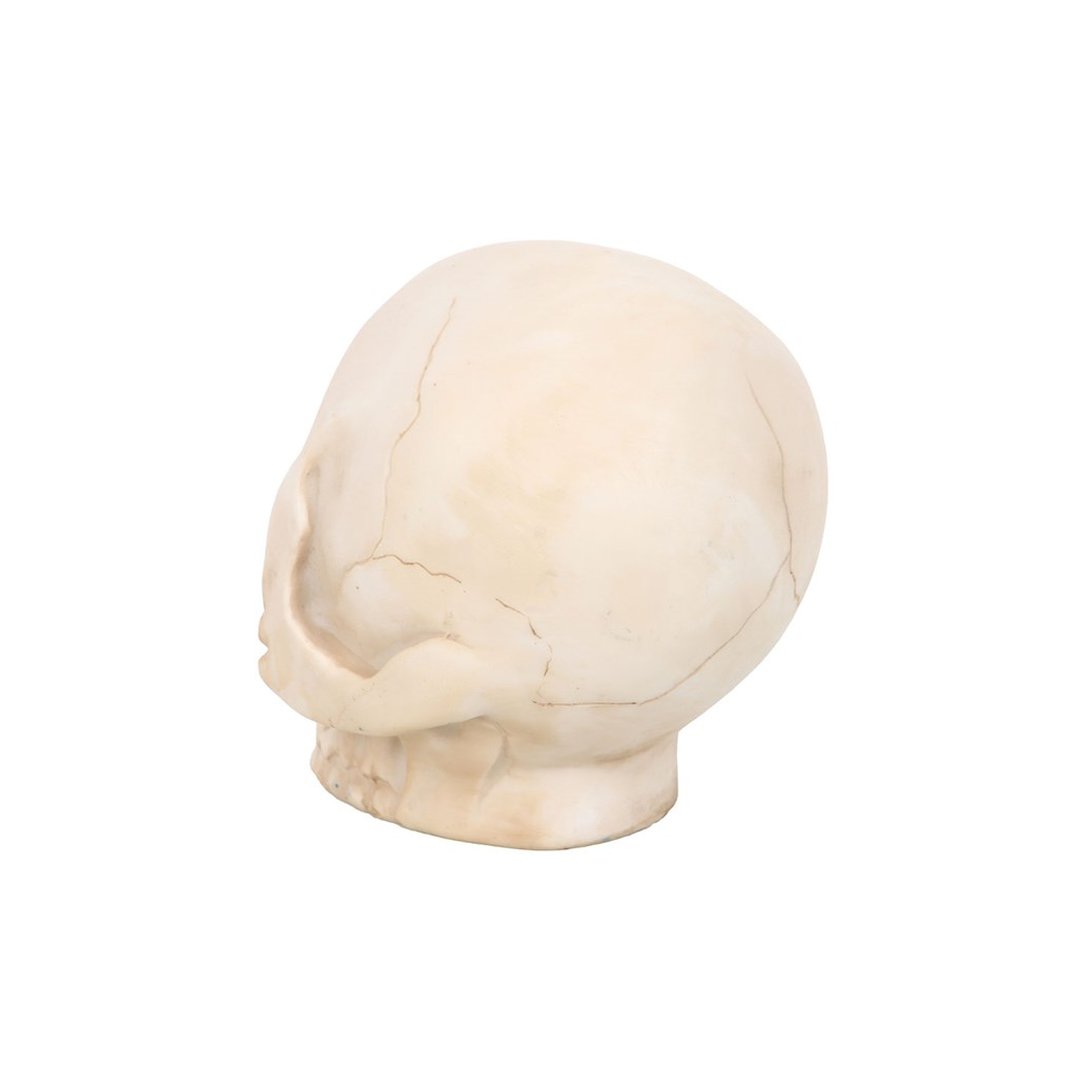 Skull model on a white background