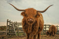 Highland cow with large horns standing in a field with a wooden fence in the background.